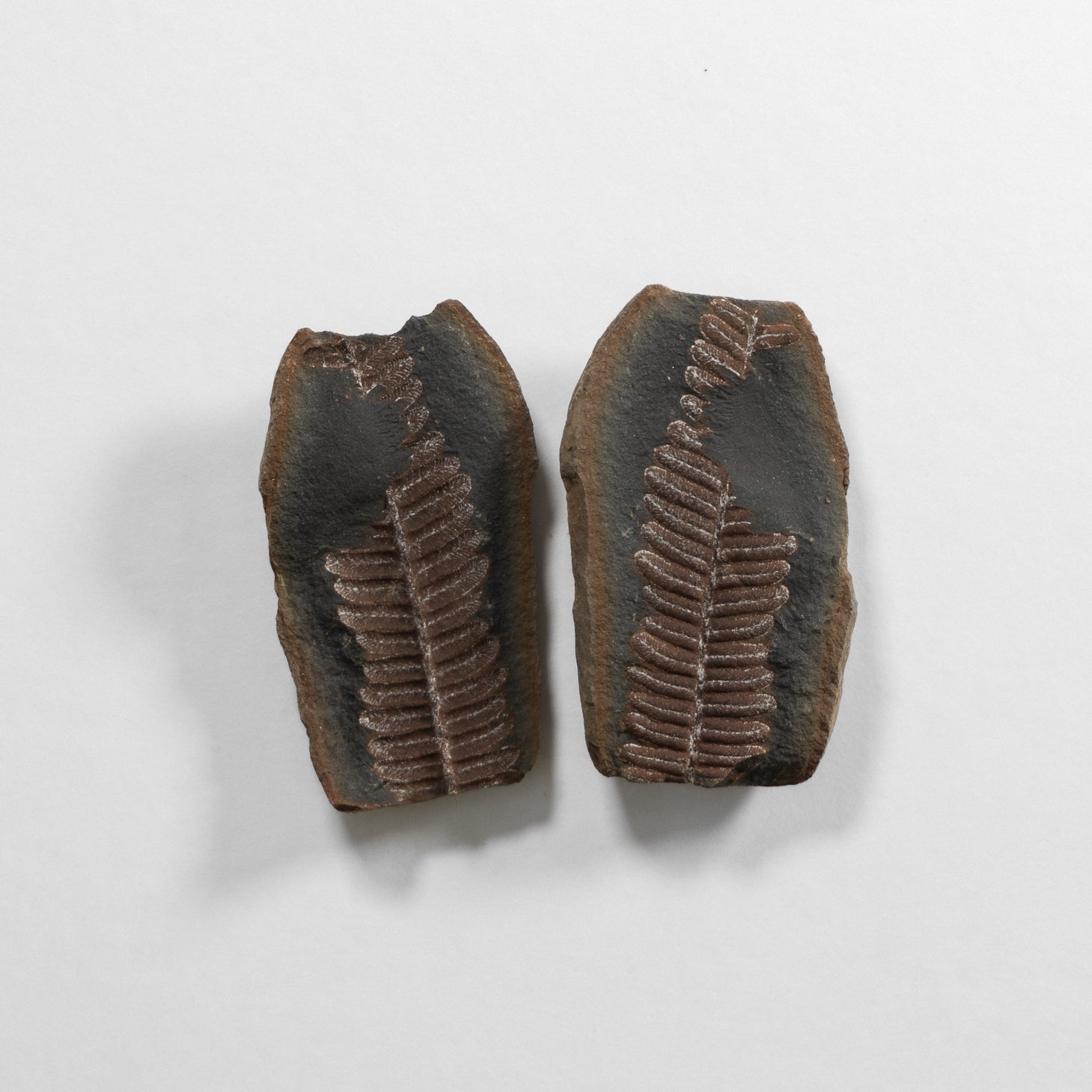 Fern Fossil